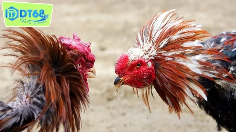 Cá Cược Đá Gà DT68 - Bí Quyết Thắng Lớn Với Các Chiến Kê 3 Các loại hình cá cược đá gà DT68 nổi trội được săn đón hiện nay