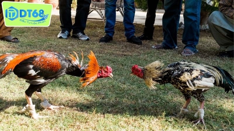 Sảnh Đá Gà Campuchia DT68 - Điểm Đến Lý Tưởng Cho Đam Mê 3 Các loại hình cược và trò chơi có ở tại sảnh đá gà Campuchia DT68